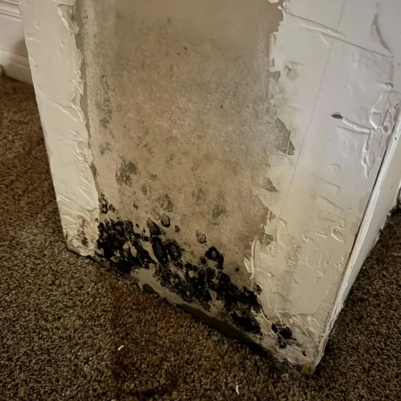 Professional Mold Removal in Pomeroy, WA